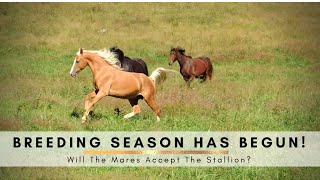 Breeding Season On The Homestead - Introducing New Horses Safely - Will They All Get Along?