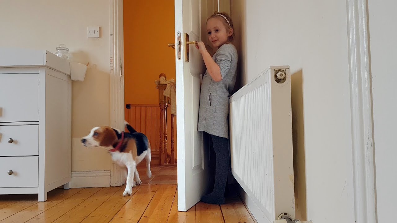 cute-dogs-playing-hide-and-seek-fun-with-dogs-youtube