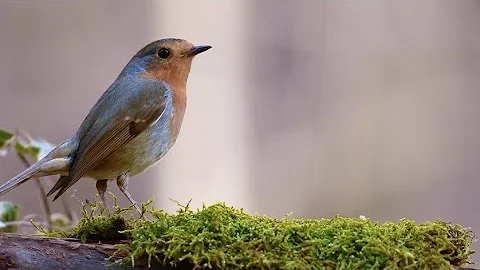 Birds Singing Without Music, 8 Hour Bird Sounds Relaxation, Soothing Nature Sounds, Birds Chirping