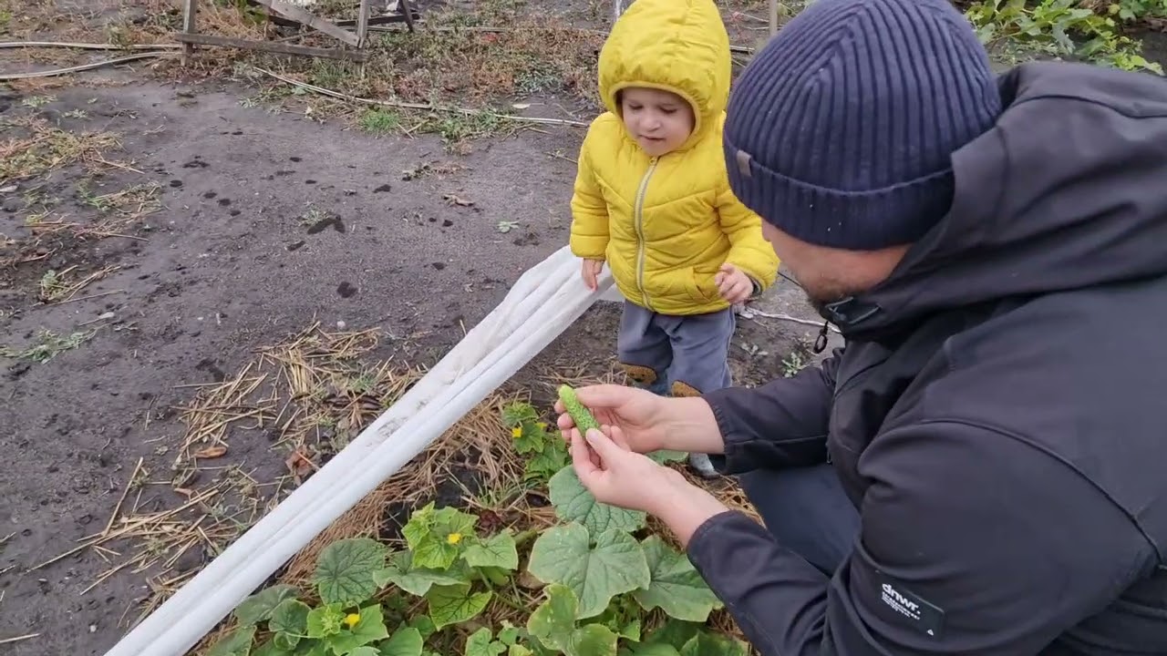 собираем  урожай, нужен ваш совет!!!