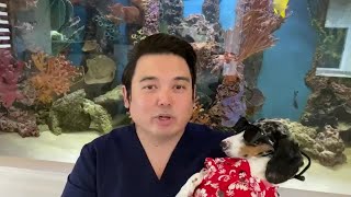 Vets offer tips to keep pets safe during summer heat, activities