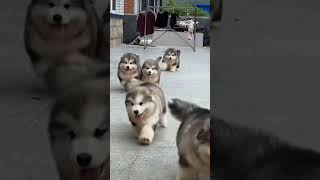 Cute Puppies ♥ super funny Alaskan malamute dogs ♥