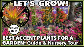 MUST-HAVE ACCENT PLANTS FOR A STUNNING GARDEN