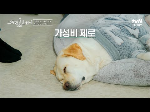 강형욱 솔루션 덕에 하루종일 눕개♬ 마당 있는 집에서 반려견을 키우는 환상과 현실ㅋㅋ #고독한훈련사 | tvN STORY 230126 방송