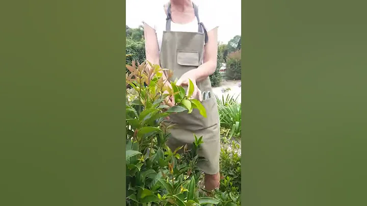 Kaylenes favourite fragrant plant in the garden - DayDayNews