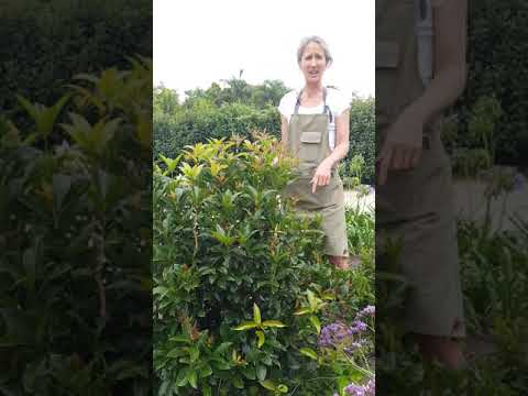 Vídeo: Osmanthus Tea Olive Care - Consells per cultivar plantes d'Osmanthus
