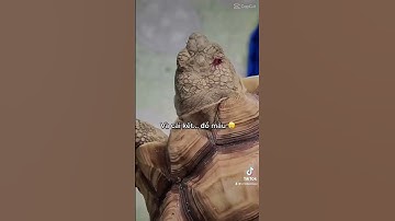 Cú sốc đầu đời của rùa sulcata và cái kết ... đổ máu - Kênh TikTok : @cristuanigu