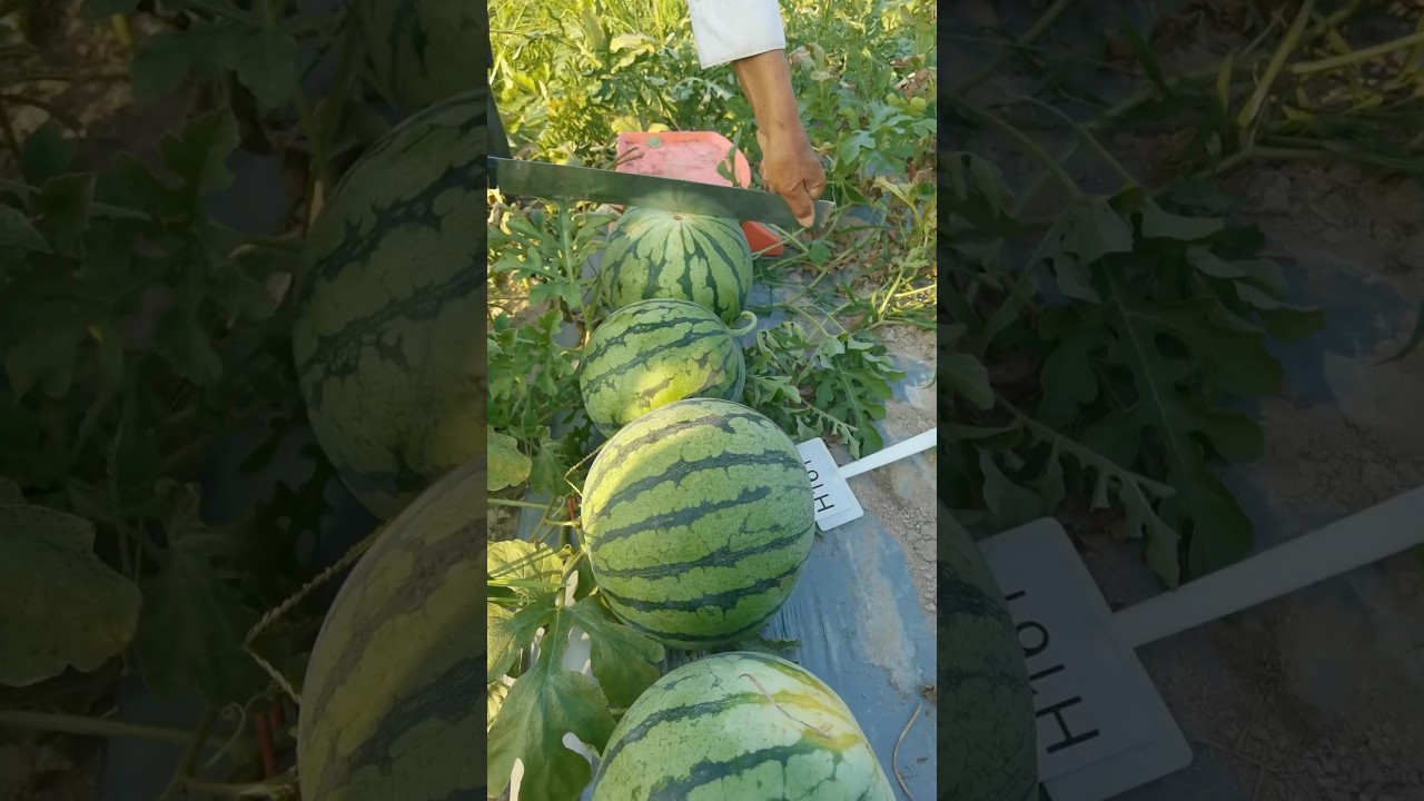 Farm fresh yellow watermelons this season #farm #fypシ