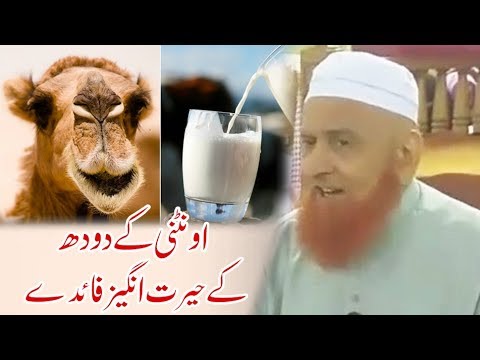 The benefits of camel milk | Sheikh Makki Al Hijazi | اونٹنی کے دودھ کے فوائد