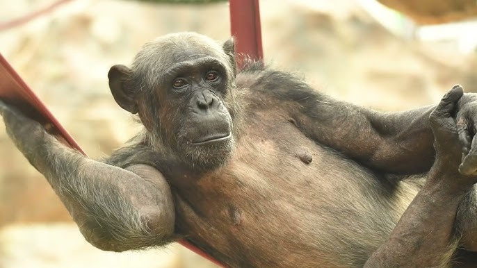 Uloq odamining jinsiy muvofiqligi