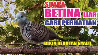 Download lagu Perkutut BETINA memanggil jantan dari alam bebas berani PUTAR nyaut