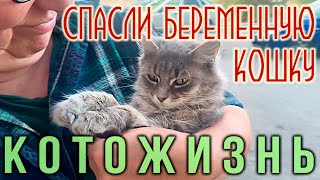 СПАСЛИ БЕРЕМЕННУЮ КОШКУ и другие истории😻КОТОЖИЗНЬ!