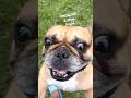FRENCHIE PLAYTIME TURNS INTO AN ARGUMENT WITH ALPHA DOG MOM REFUSES TO GO UP STEPS #frenchie