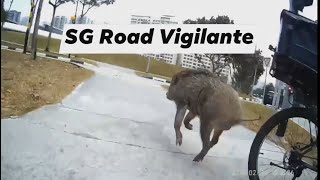 26feb2021 Punggol & Pasir Ris Wild Boar Did A Hit And Run On Cyclist 26feb2021 Punggol & Pasir Ris Wild Boar Did A Hit And Run On Cyclist