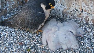 Cal Falcons: Annie gives the best nighttime chick cuddles  2024 May 3