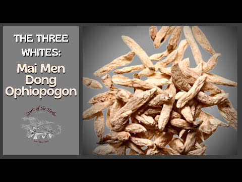 Thy Will Be Done: The Grace of Mai Men Dong Ophiopogon | Herb of the Week | Metal Element