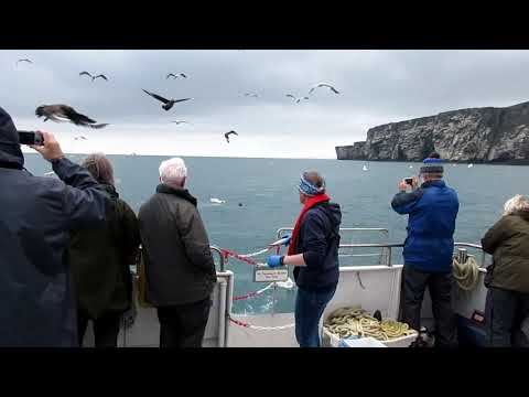 Gannets feeding off the Isle of Noss in Shetland