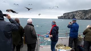 Gannets feeding off the Isle of Noss in Shetland 9 July 2021