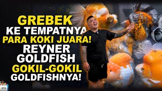 GREBEK REYNER GOLDFISH - PUSATNYA IKAN KOKI CHAMPION