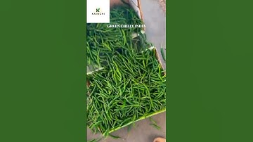 G4 Green Chilli Regular Shipment To Dubai Book 📞 9898078798 #agriculture #expoter #greenchilliexport