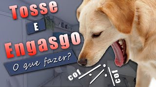 Cachorro Com TOSSE SECA E ENGASGO- O Que Fazer?