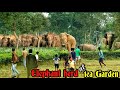 Elephant herd in the wild