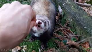 YUMMY ! Ferrets favourite snack duck meat