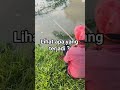 Hampir terpental ! Mancing ikan dimakan babon jumbo #mancingikan #mancingmania #fishing #mencariikan