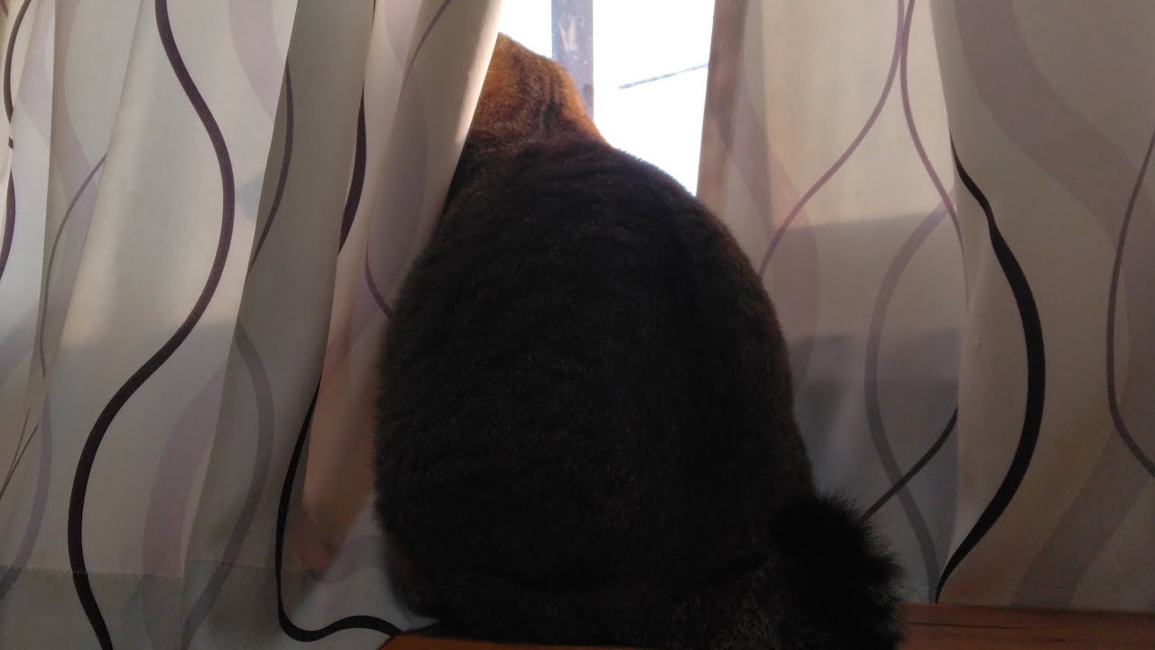 cat wave check 鉾田市　猫、波チェック