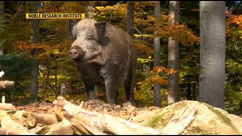 Montana Ag Network: Feral hogs