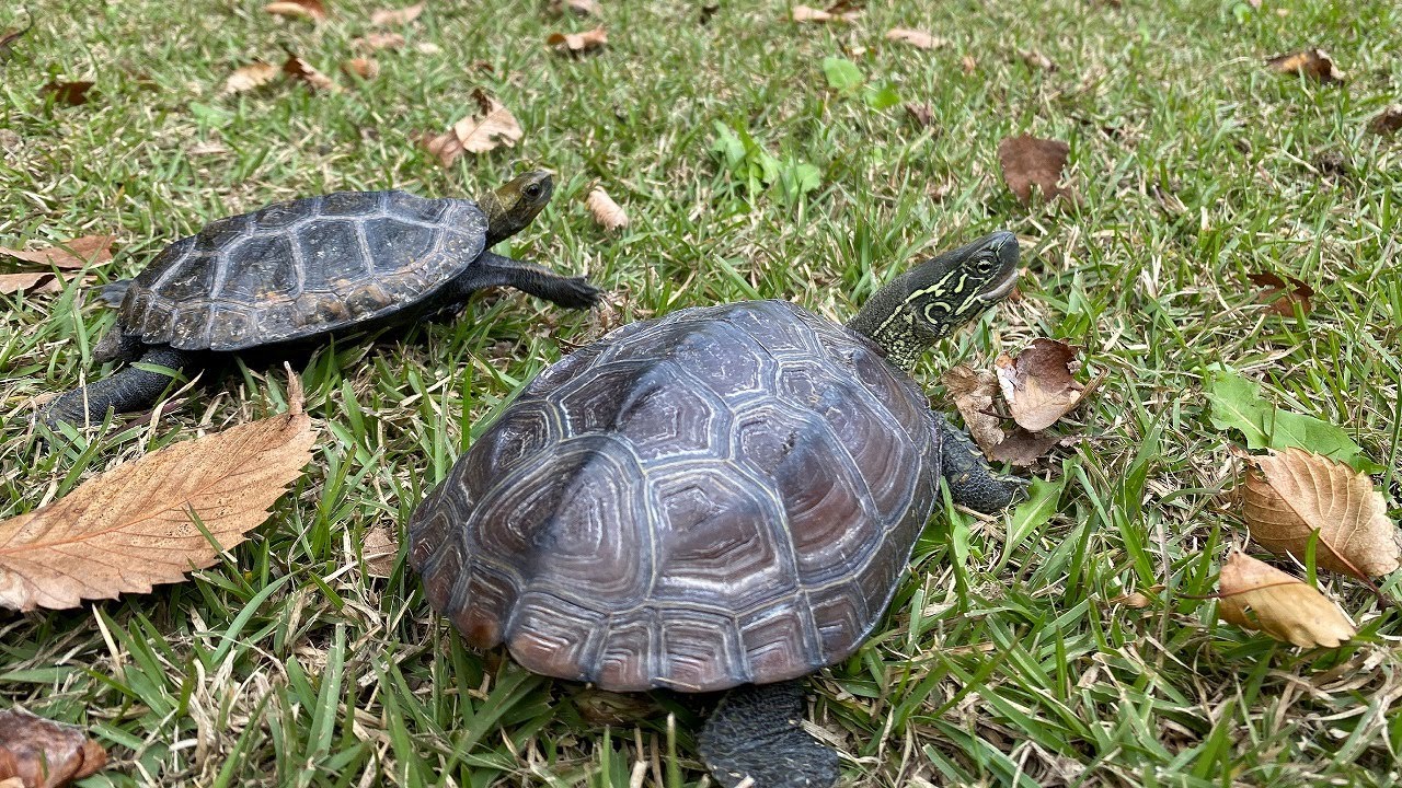 ダンスする亀が可愛すぎる！