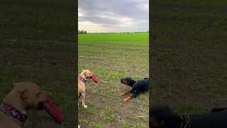 pitbull dog vs Doberman 🔥🔥 #shorts #short #youtubeshorts