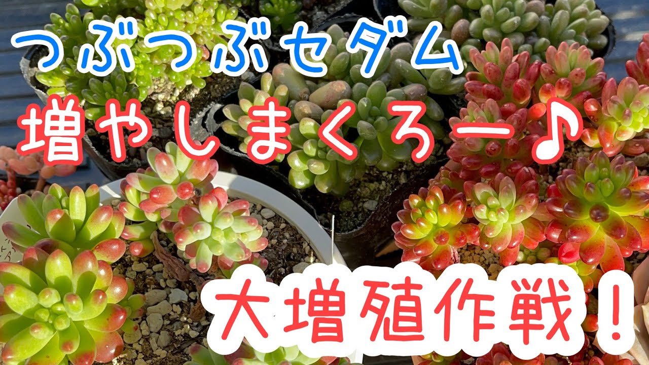 多肉植物】今がベスト！セダムを切って、分けて増やしまくろう！ - YouTube
