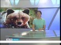 Нашествие медведей в Братском районе, "Вести-Иркутск"