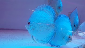 Cá dĩa xanh da rắn tại Trại Cá Dĩa Thắng Lợi | CÁ DĨA ĐẸP PHẦN 16 | DISCUS BLUE SNAKEKIN
