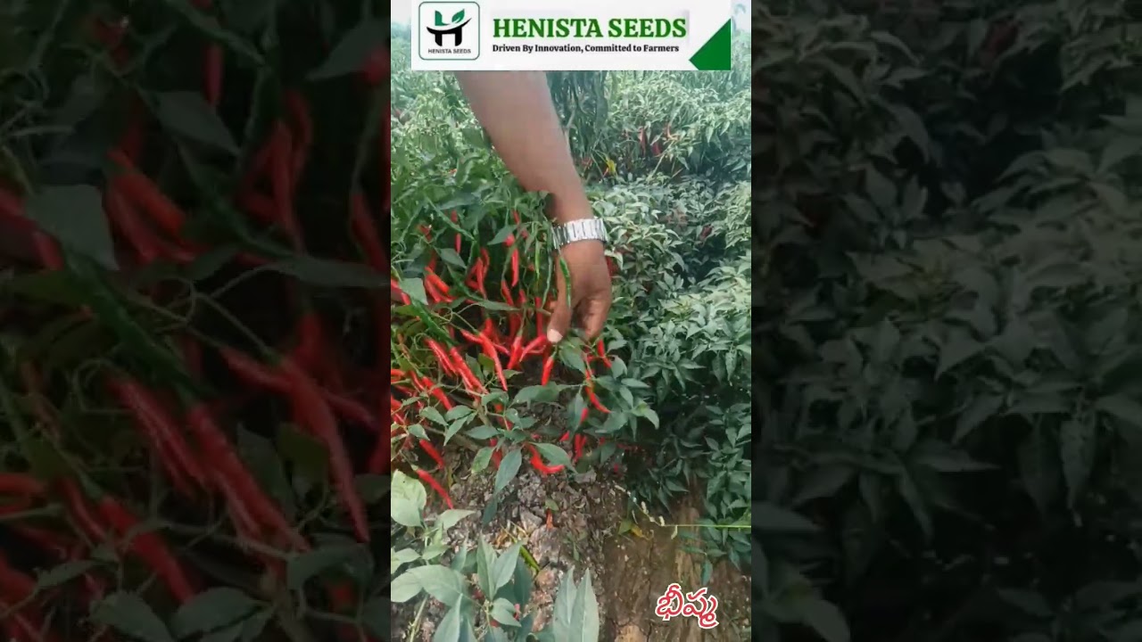 భీష్మ మిర్చి సాగు చేయని రైతులు ఇప్పుడు నిజంగా బాధపడుతున్నారు — దాని పనితీరు చూసి.