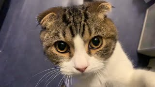 【子猫】ぎゃー助けてー。ポコJ再襲撃からのフテ寝が超絶かわいいんです♡【スコティッシュフォールド】