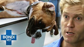 RunOver Dog With Torn Lung Desperately Gasps For Air  | Bondi Vet Clips | Bondi Vet