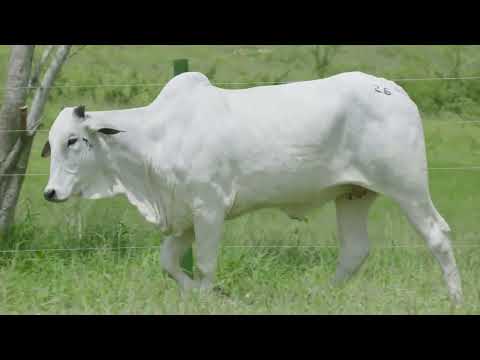 LOTE 26 GSOL 1603