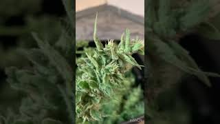 Rough Trim Video of Testers and The tips of Leroy BX 75 coming down