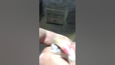 Fawn Java Female 2024 #birds #javabirds #lovebird #bird #parrot #javabreeding #albino #breeding #pet