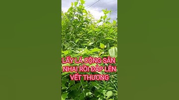 Công dụng của lá cộng sản #shorts #thanhdongvlog