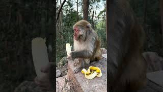 Обезьяна-Эксперт По Банановому Пилингу