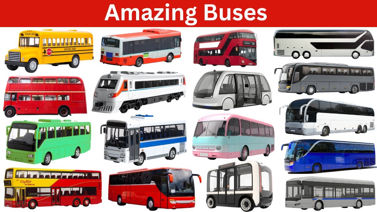 Learn Every Bus Type | From City Buses to Amphibious Buses - YouTube