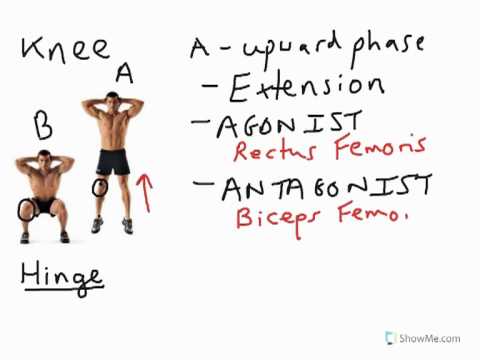 Hip Joint Movement Analysis Chart