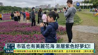 紫色花季來臨! 國內賞最美花海免出國｜華視新聞 20210307