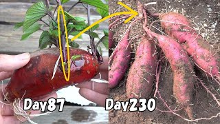 スーパーで買ったさつまいもの再生栽培 / How to regrow sweet potato from store-bought sweet potato