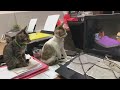 Amazing Video of Two Cats Watching Tom & Jerry