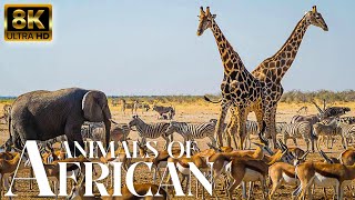 4K African Wildlife: Great Migration of Wildebeest, Zebra in Okavango Delta Area, Botswana