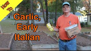 Garlic Early Italian